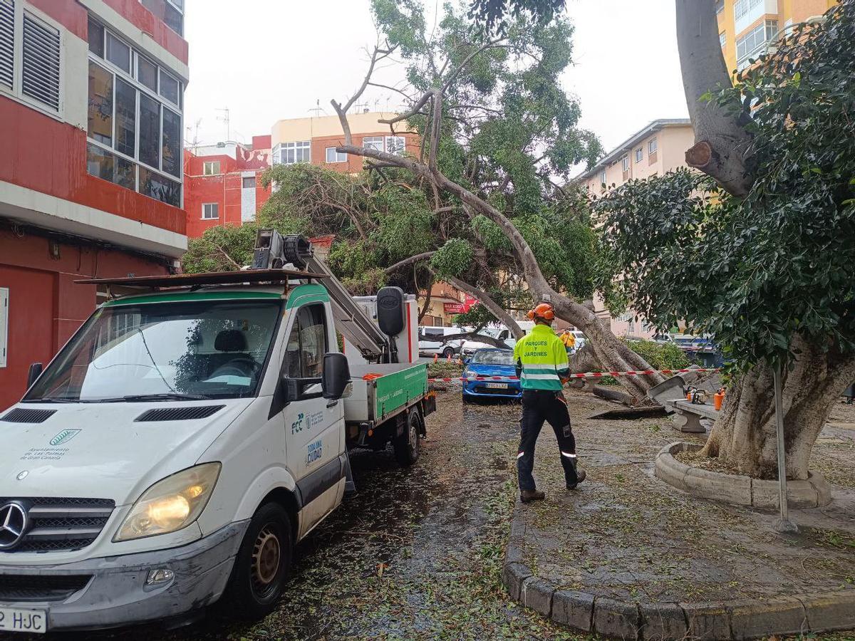 Un árbol derribado por el viento en el barrio de Las Chumberas.
