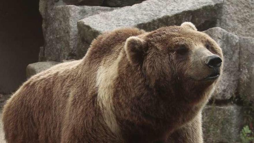 El oso Pelayo en Vigozoo. // Adrián Irago