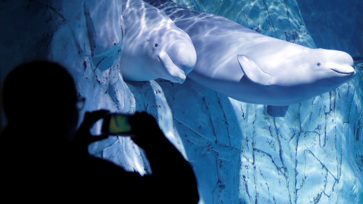 Rescatan con éxito a dos belugas de un acuario de Ucrania y las trasladan a Valencia