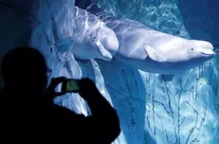 Rescatadas con éxito dos belugas de un acuario de Ucrania y trasladadas a Valencia