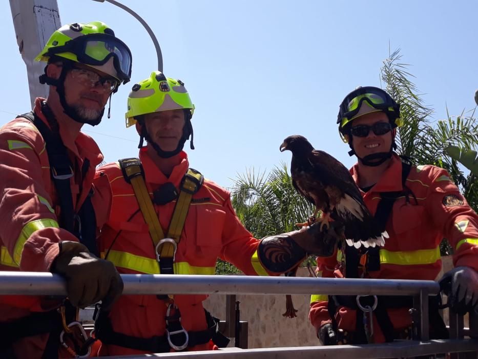 Los bomberos rescatan a un halcón atrapado en un árbol en l'Eliana