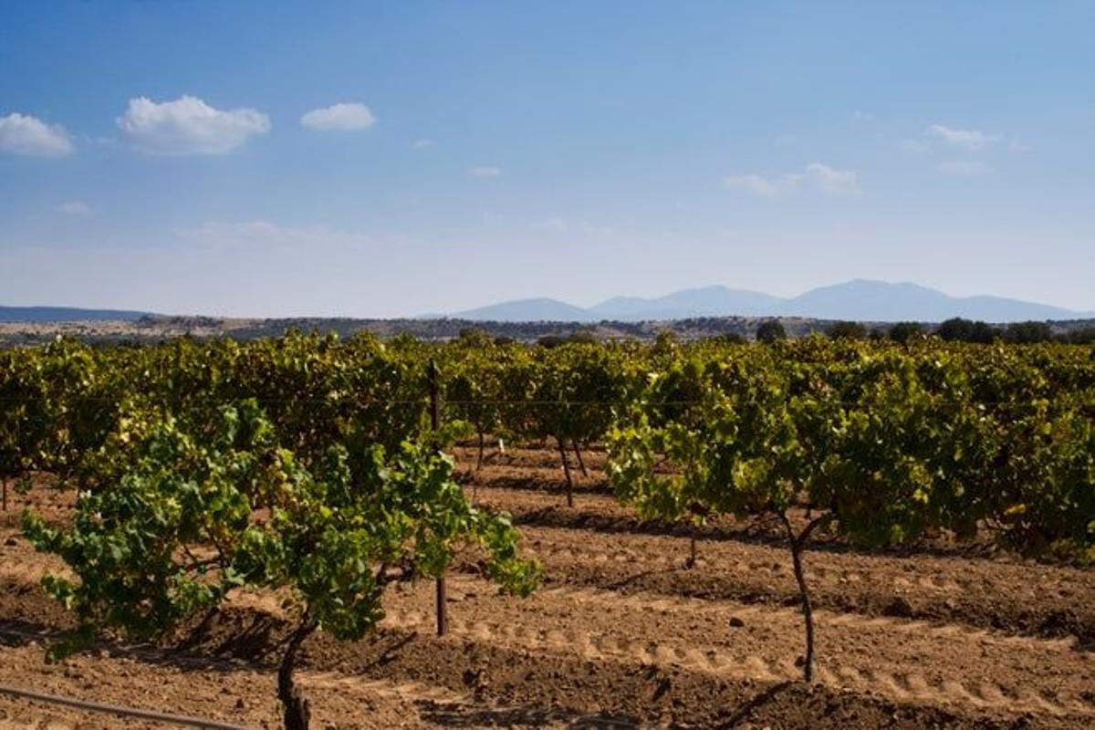 Ruta del vino en Querétaro