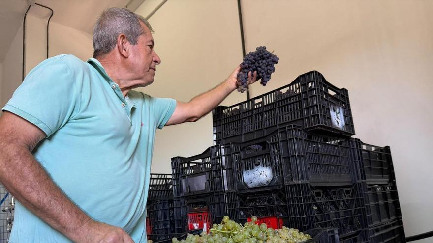 La bodega municipal Señorío de Agüimes duplica la cosecha de uva tras dos años de escasez