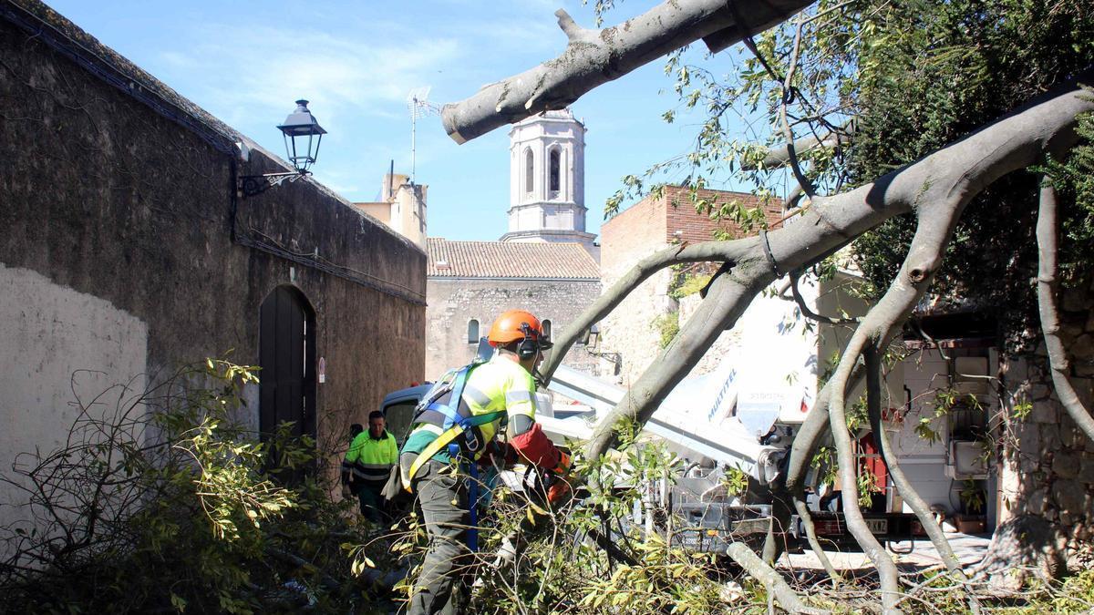 VÍDEO | Girona xifra en una setantena els arbres caiguts per les ventades