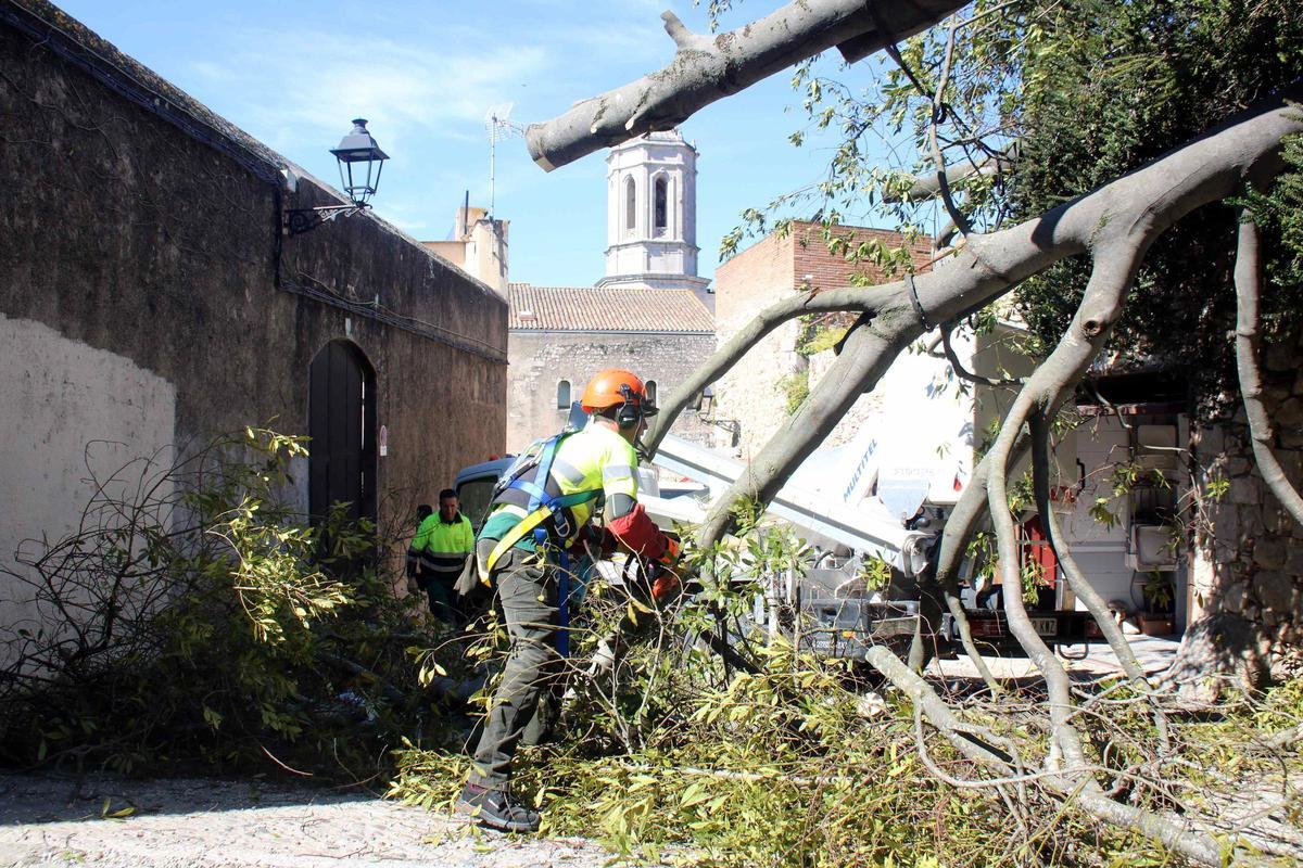 Les imatges del danys per les ventades a la ciutat de Girona Les imatges del danys per les ventades a la ciutat de Girona