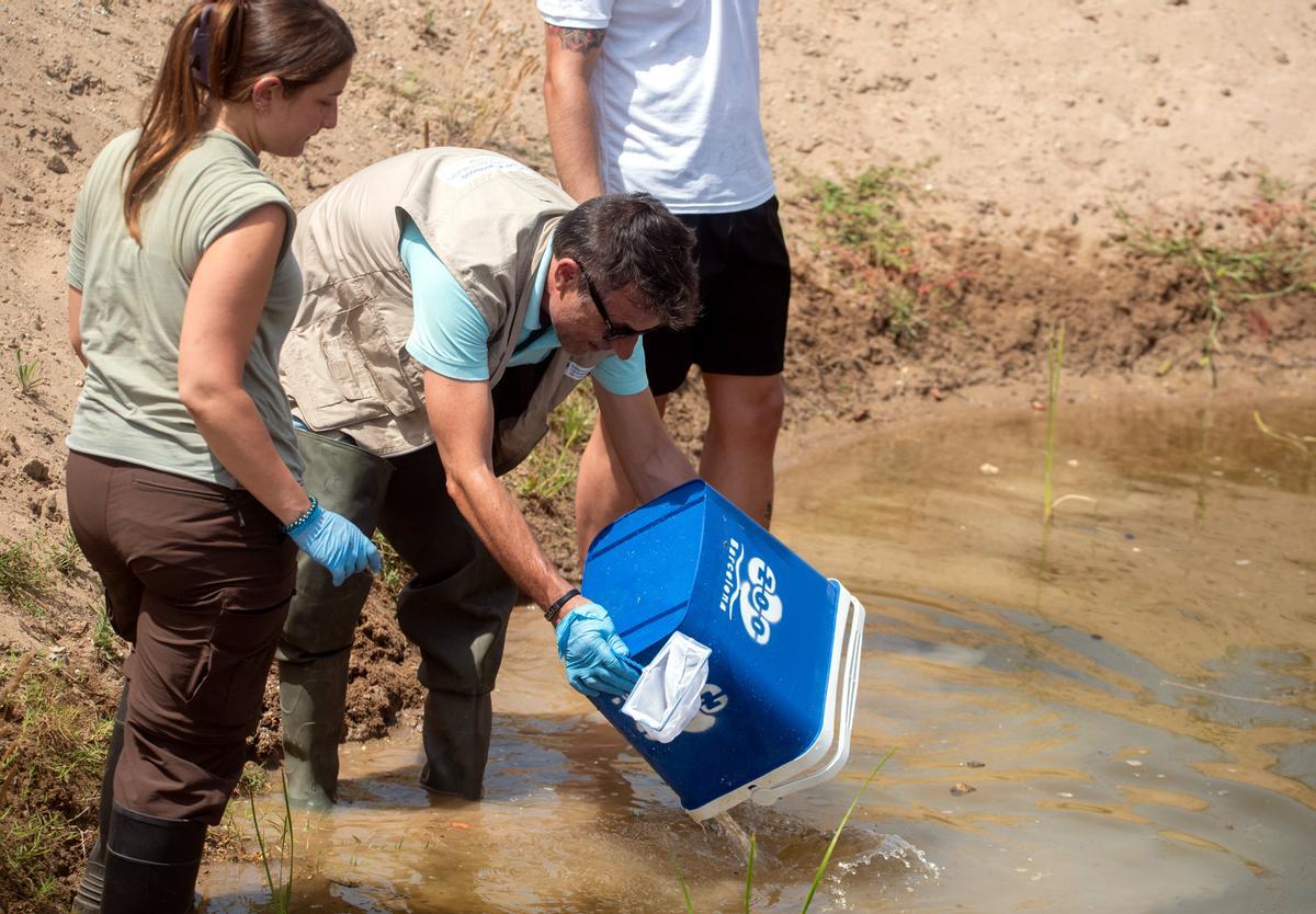 Liberación de ejemplares de fartet en el delta del Llobregat.