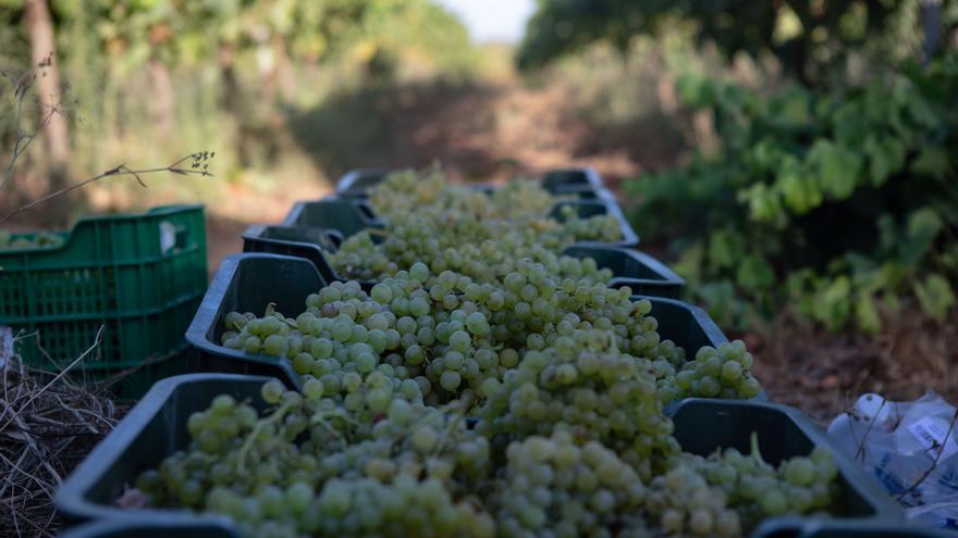 Arranca la recogida de las variedades de uva más tempranera