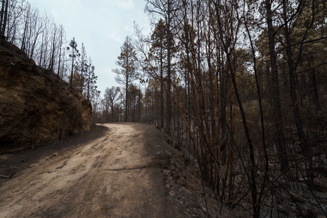 Así ha quedado el monte de Tenerife por el incendio