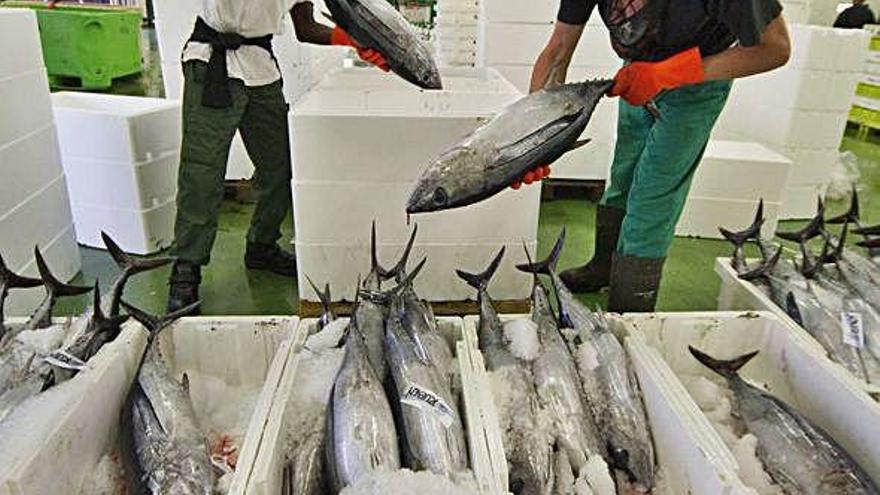 Operarios preparan el bonito del norte para su subasta en una lonja gallega.