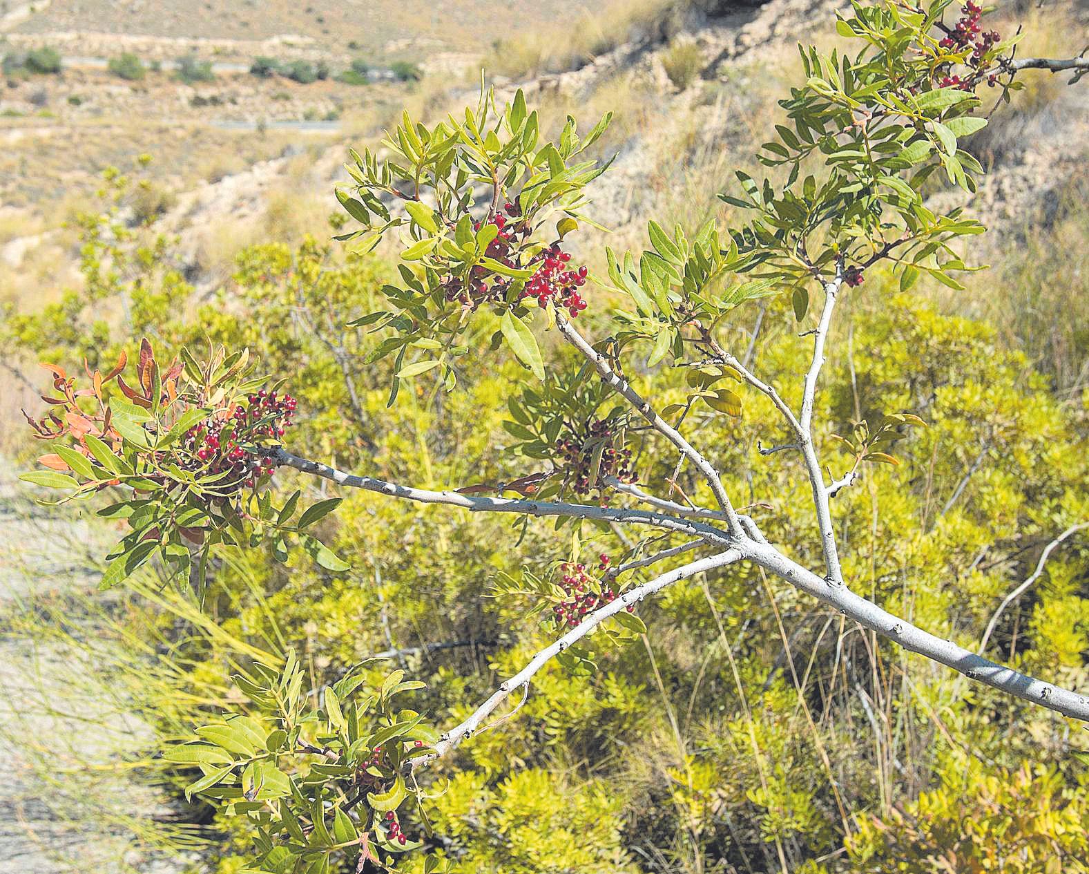 La Actividad Humana Es La Principal Causa De Los Incendios Forestales En El Campello Información 3604