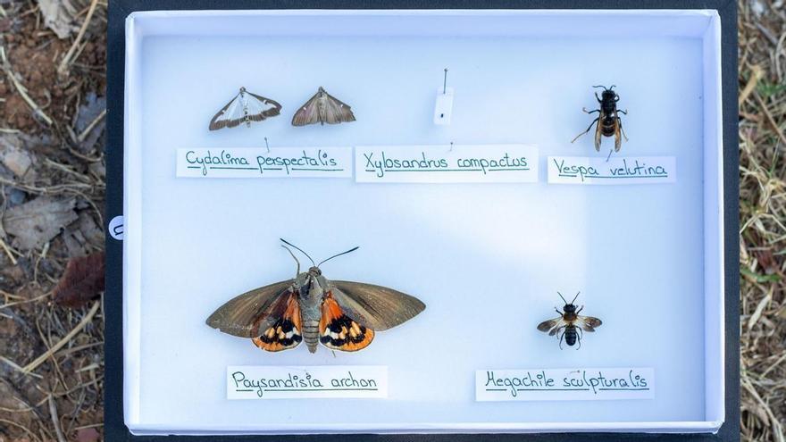 Augen auf: Diese 16 eingeschleppten Insekten könnten auf Mallorca zur Plage werden