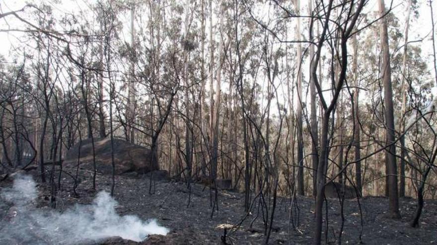 Zona quemada en la parroquia de Chandebrito, en el concello pontevedrés de Nigrán.