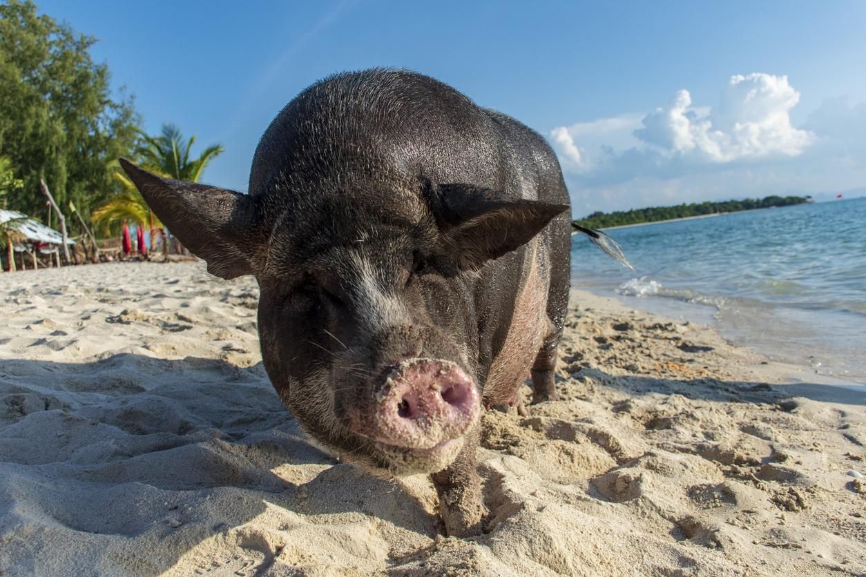 Madsum también se conoce como la isla de los cerdos
