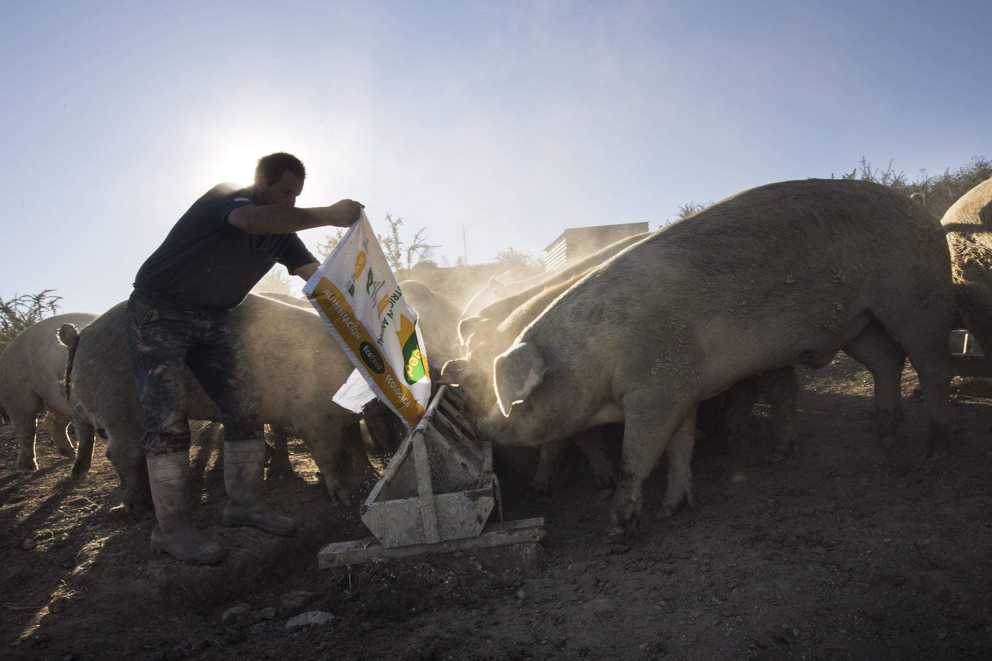 Monte Cabriles, el refugio porcino de Siero que acaba de ser reconocido con un sello de calidad
