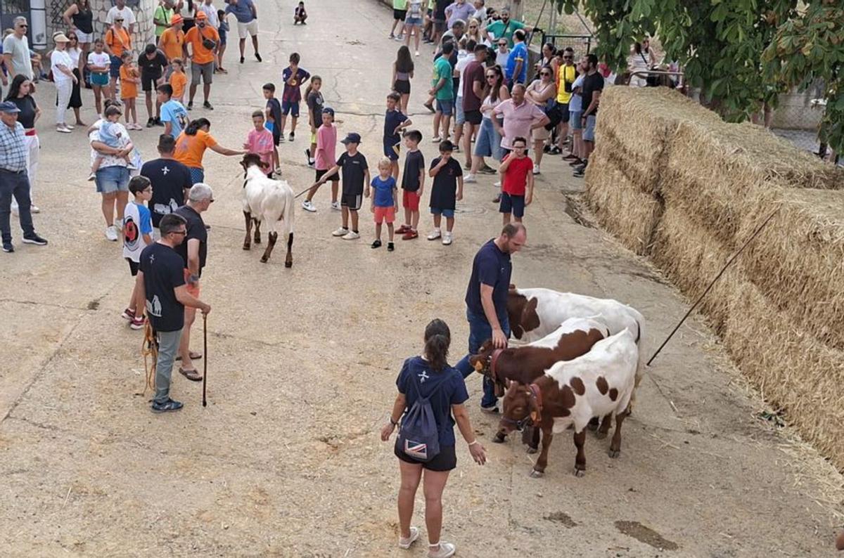 Actividades para todos los gustos y edades en la última jornada festiva en Castrogonzalo |