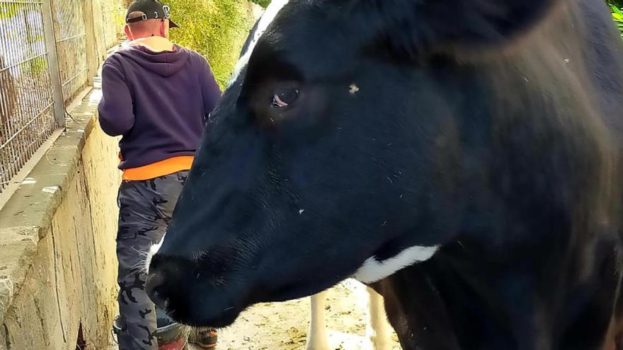 La vaca abandonada al terme de Castellbell