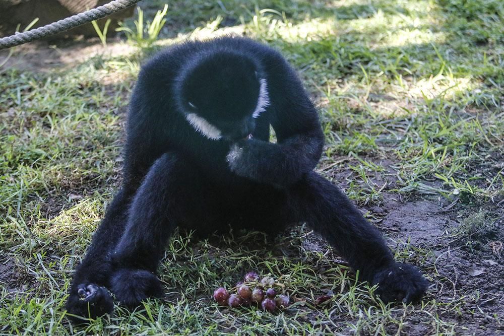 Un pequeño gibón nuevo inquilino del Zoo