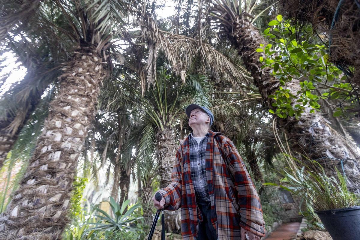 Los últimos palmereros de Elche