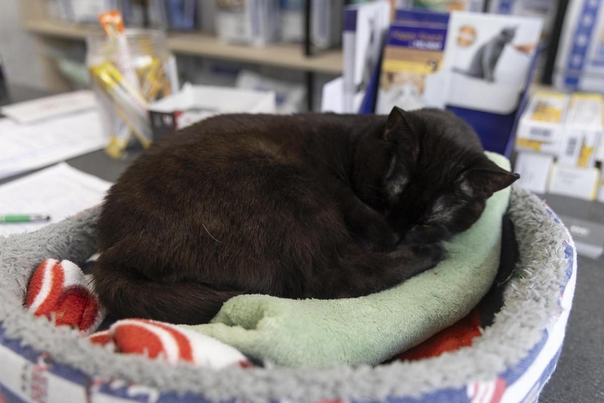 Más de 12.000 mascotas en Ontinyent Más de 12.000 mascotas en Ontinyent