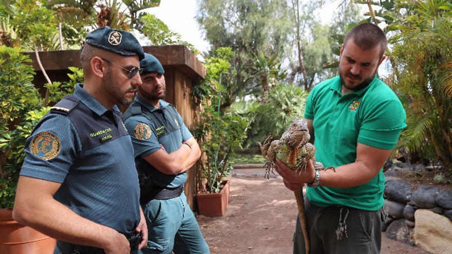 El Seprona rescata a una iguana de gran tamaño