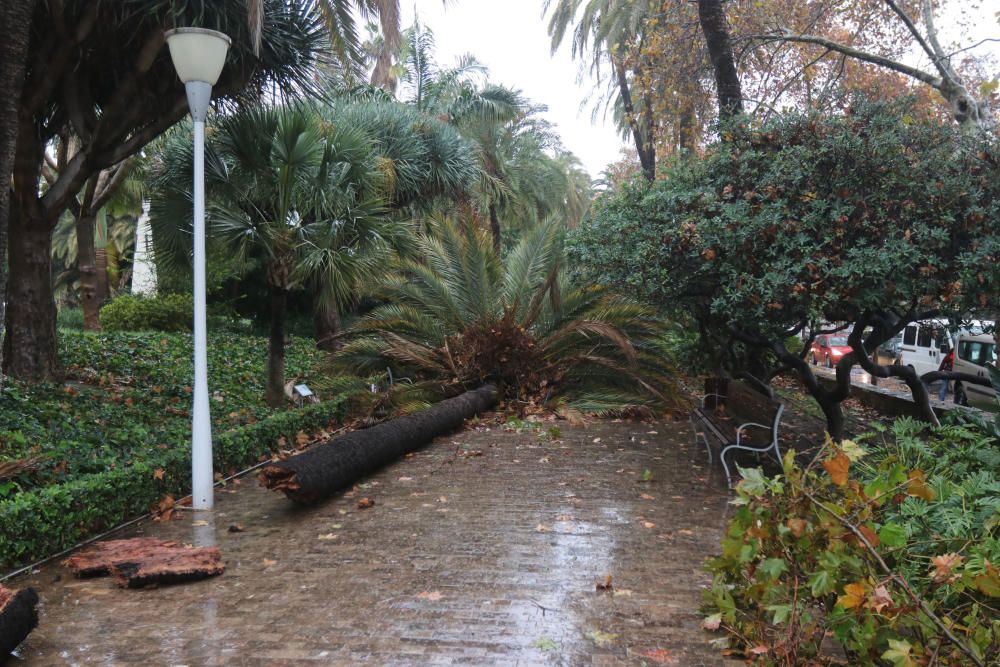 Incidencias de la borrasca Ana en Málaga capital