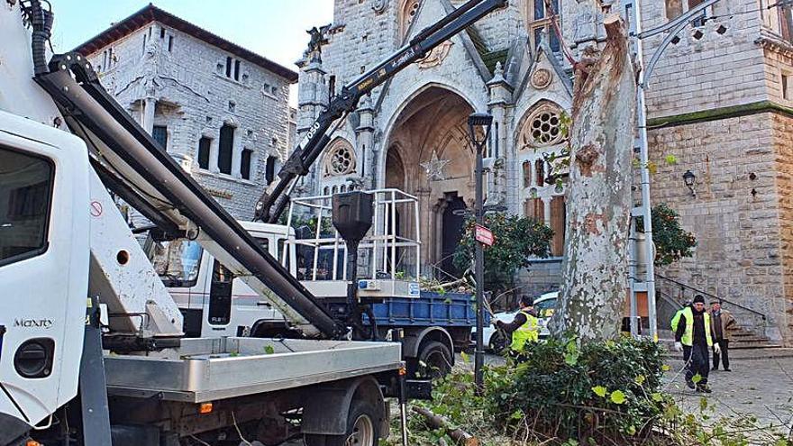 Imagen de las tareas de tala del platanero, ayer en SÃ³ller.