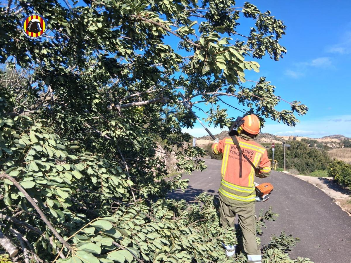 El Consorcio Provincial de Bomberos retira árboles por fuertes vientos.