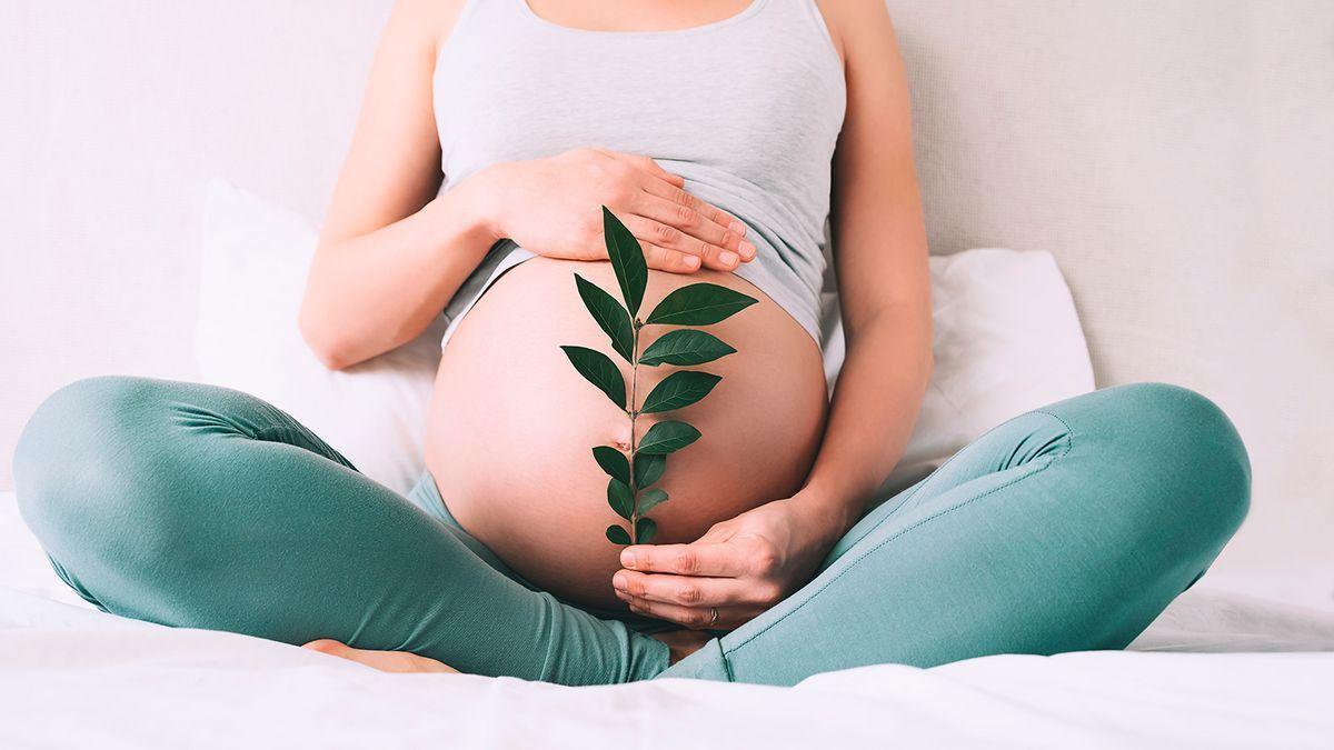 La desconocida planta que tiene beneficios para la fertilidad