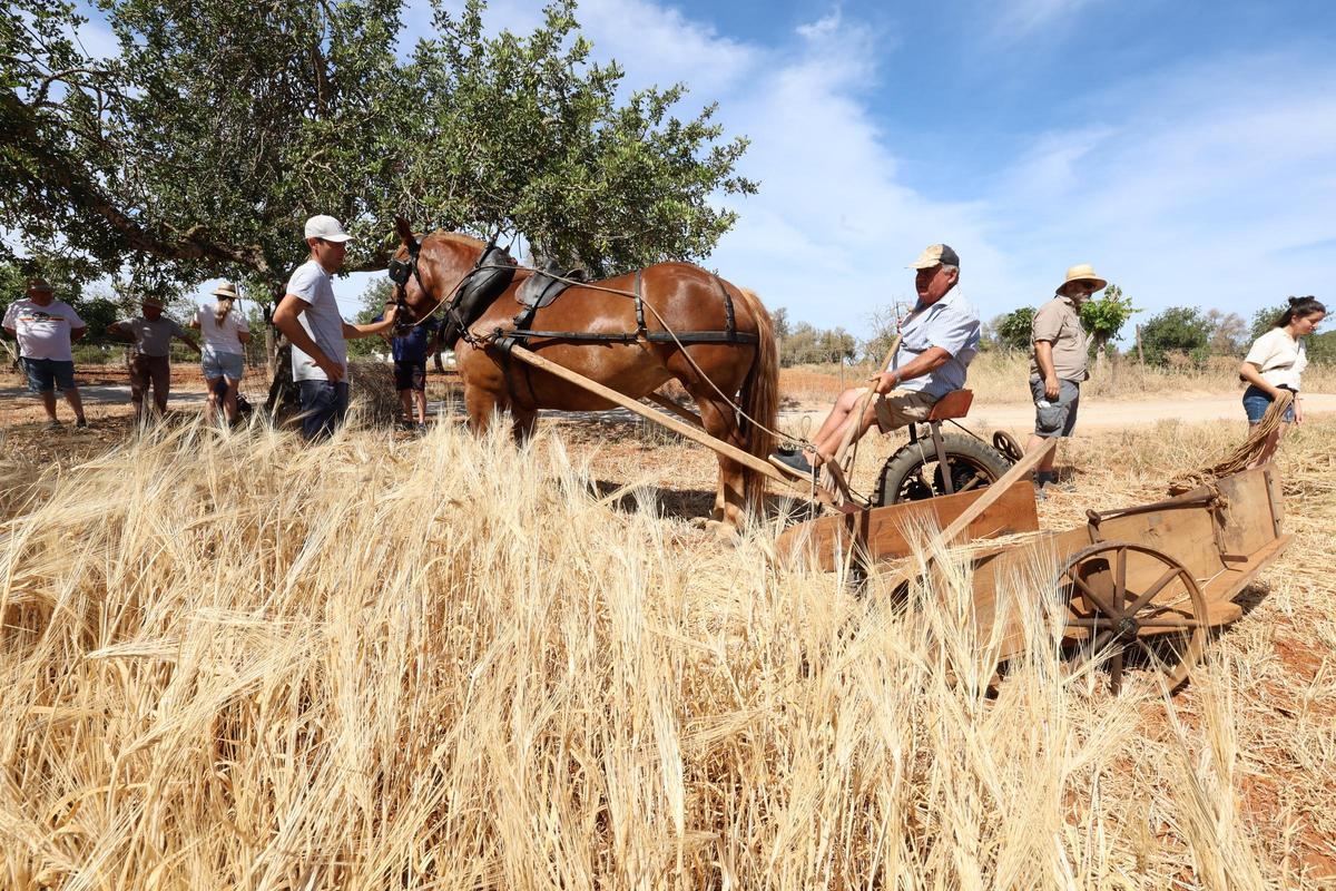 Galería: imágenes de las jornadas ‘De l’era al paller’ en Sant Carles Galería: imágenes de las jornadas ‘De l’era al paller’ en Sant Carles