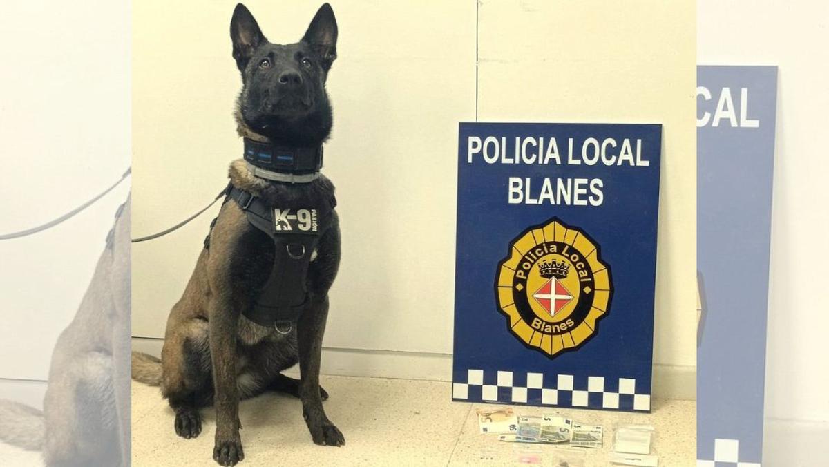 La gossa Eris, de la K-9 Policia Local de Blanes, amb el material comissat a un dels detinguts.
