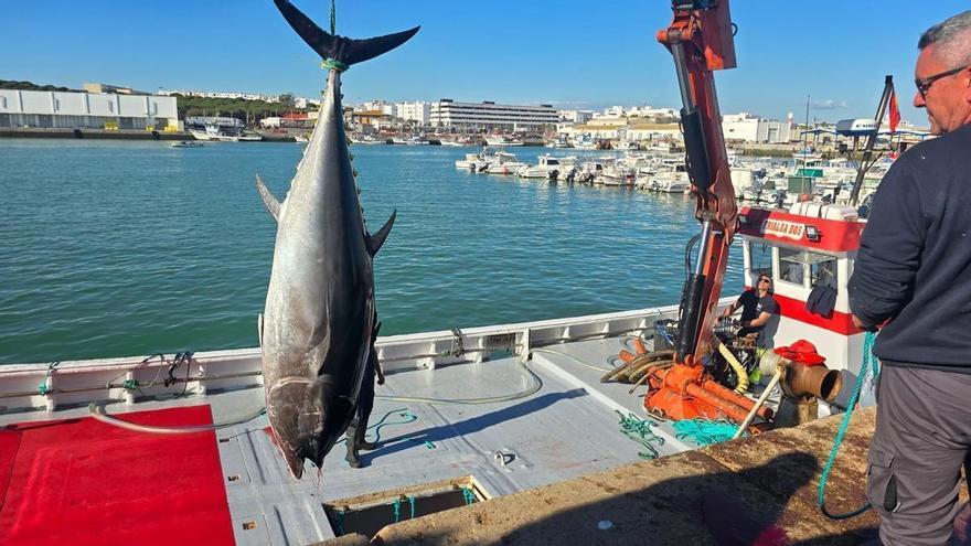Barbate inaugura la temporada de almadrabas con atunes de hasta 200 kilos