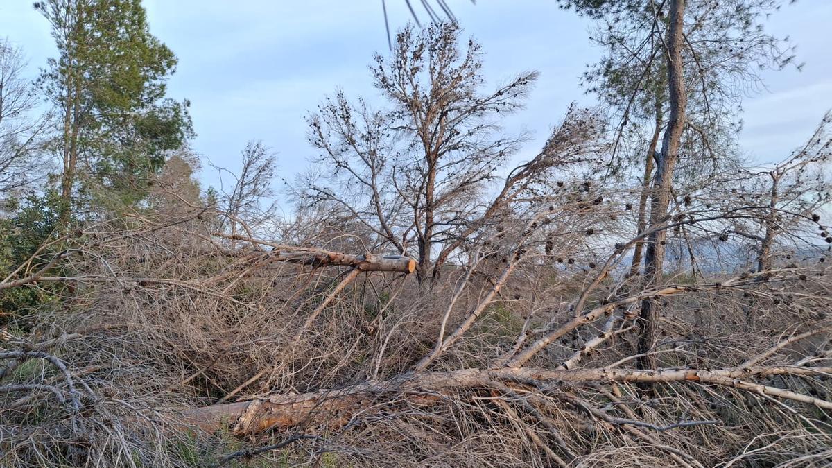 Las razones del desastre ambiental de la sequía en Alicante