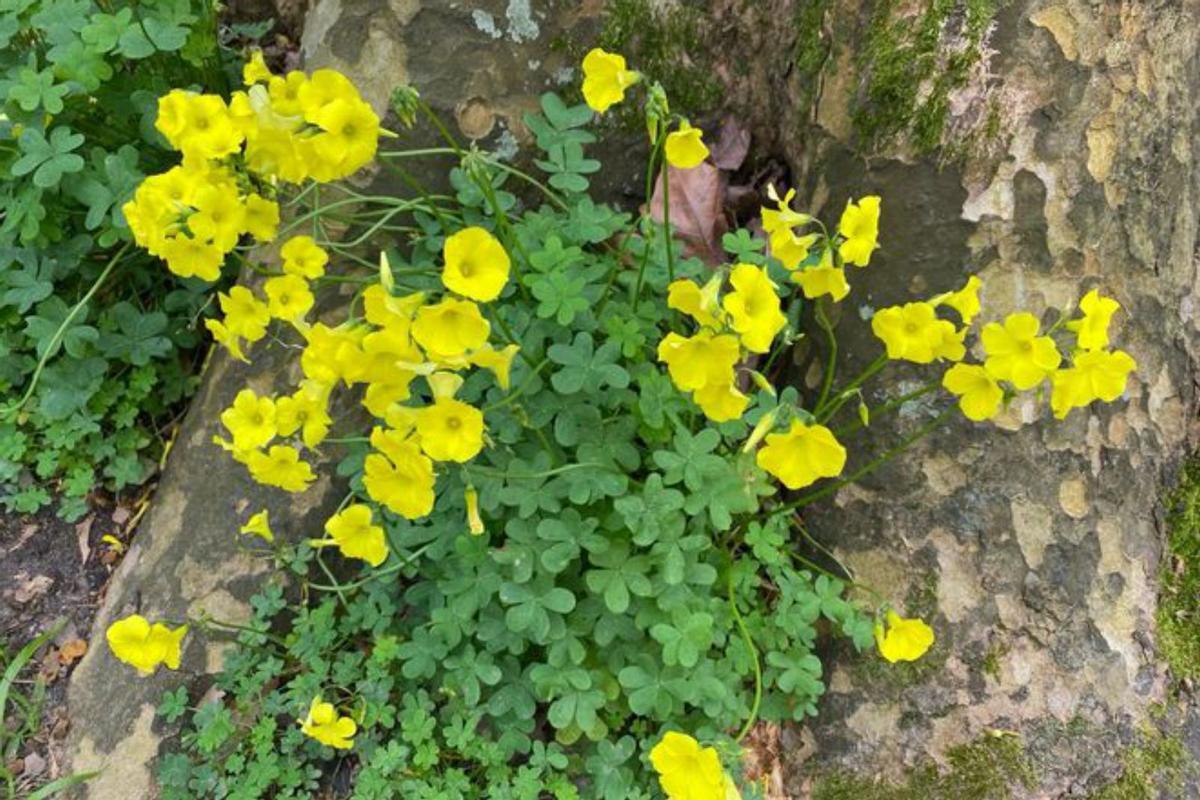 Las flores que toman el suelo del parque vigués en detalle.