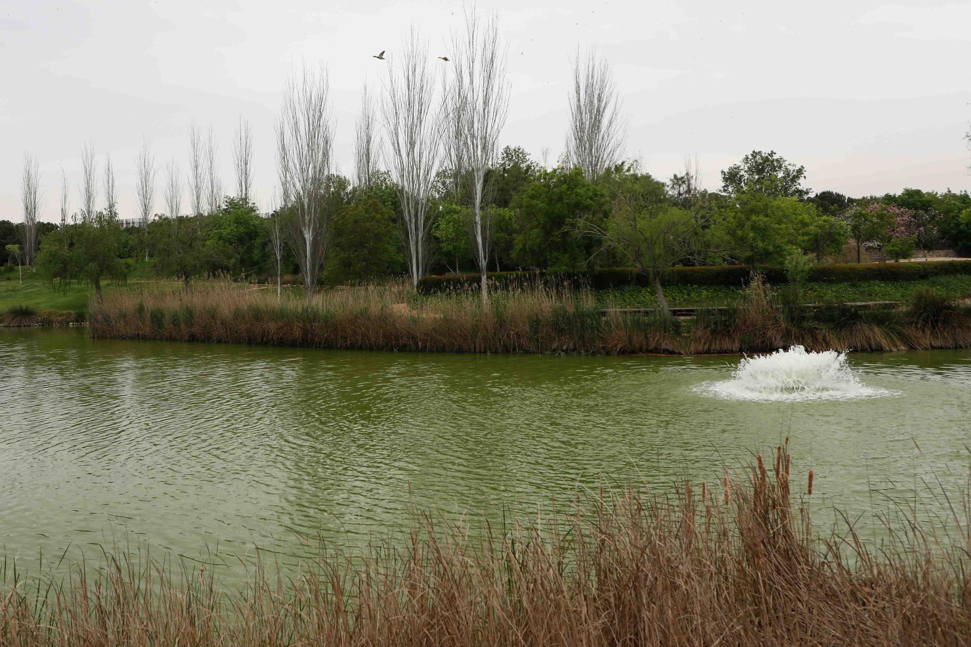 Agua teñida de verde en el Parque de Cabecera