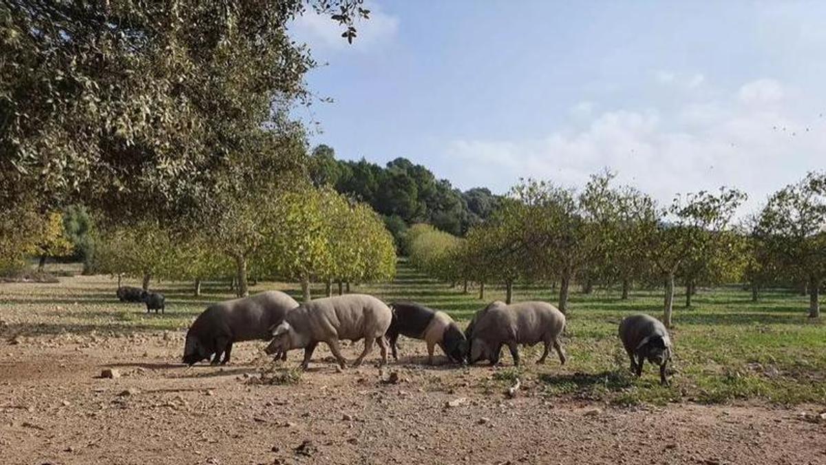Auch Schweine auf Mallorca (hier auf einem Archivbild) leiden unter der Hitze