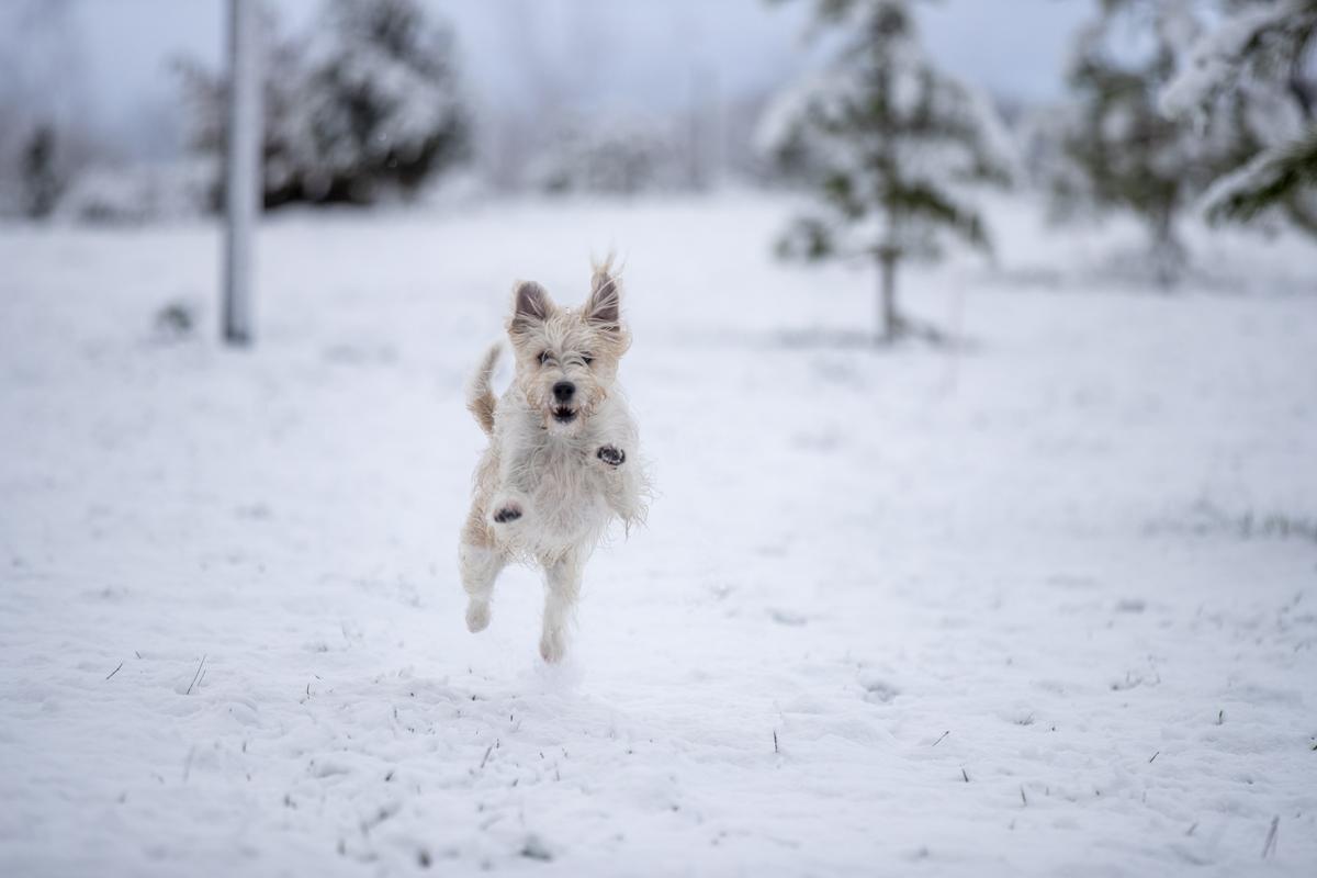 -FOTODELDÍA- GRAFCAV4142. VITORIA, 18/01/2023.-Un perro juega en un parque de Vitoria, ciudad en la que la nieve cae desde primeras horas de esta madrugada. EFE/David Aguilar