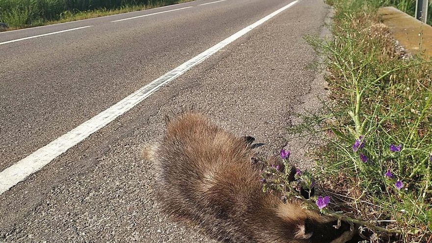 Un teixó atropellat a la carretera de Castelló a Sant Pere Pescador.