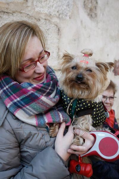 Los perros gobiernan por san Antón en Zamora