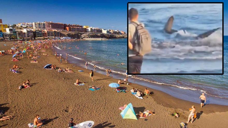 ¿Qué hace un tiburón en las playas de Canarias? Un científico explica la razón y asegura que el peligro es &quot;nulo&quot;