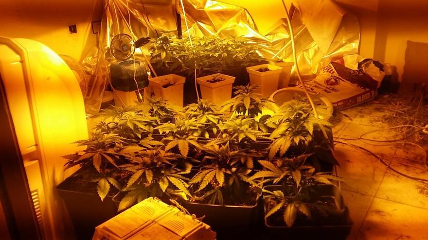 Plantas de marihuana incautadas en una vivienda.