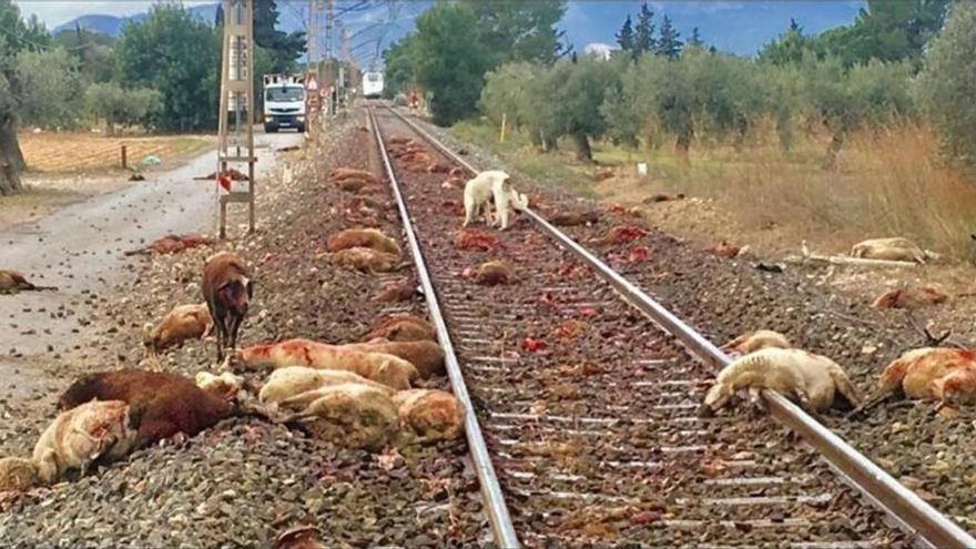 Las ovejas muertas en el atropello.