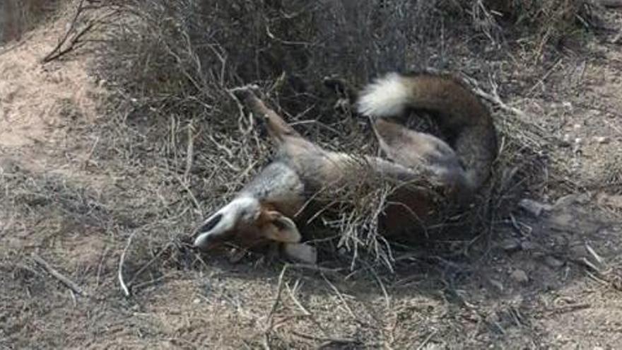 El zorro, en una imagen facilitada por ASE.