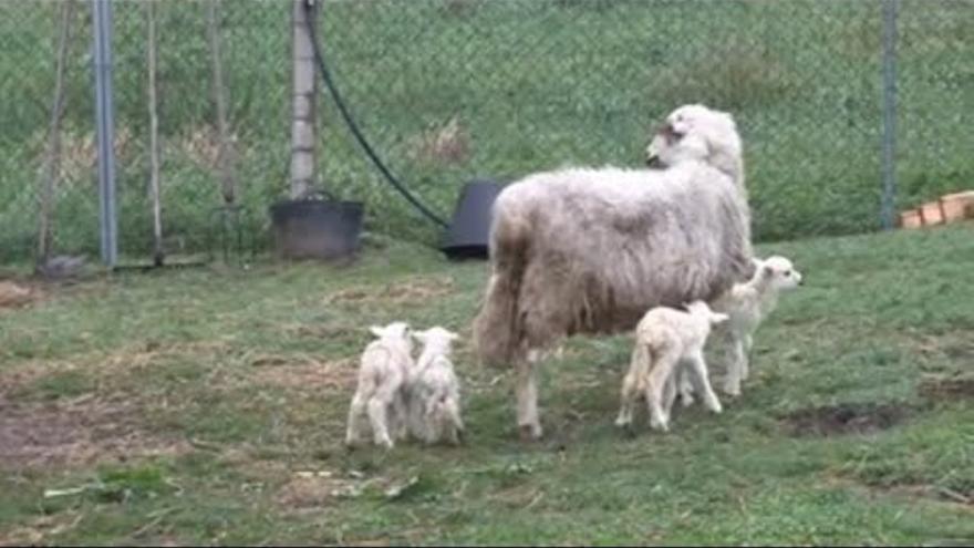 &quot;Maruxiña&quot;, la oveja gallega protagonista de un inusual parto de cuatrillizos