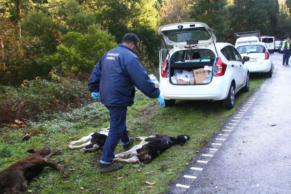 Cementerio bovino creciente entre A Estrada y Cuntis