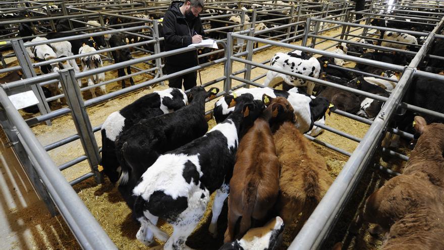 Dos nuevos récords en las ventas de la subasta de ganado