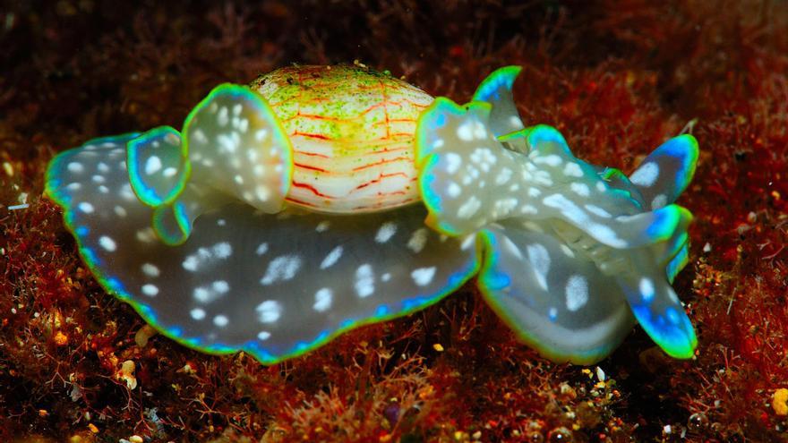 Un diminuto caracol marino canario opta al Molusco Internacional del año