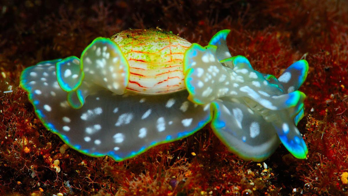 Un diminuto caracol marino canario opta al &quot;Molusco Internacional del año&quot;.