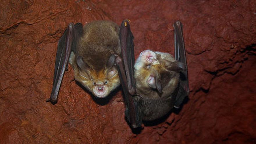 Bioparc alerta de la crítica situación del murciélago, en peligro de extinción.