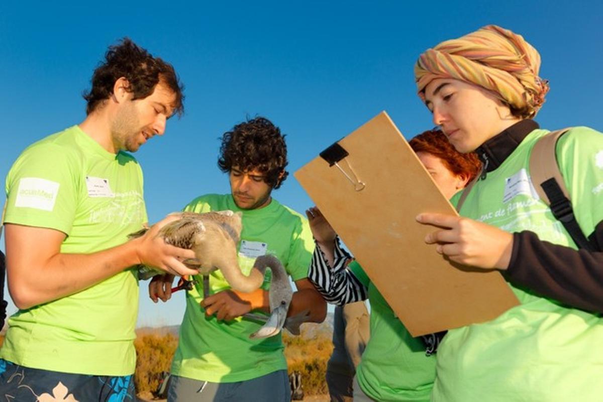 Grupos de voluntarios participan en el anillamiento de pollos de flamenco en el delta del Ebro, el pasado domingo.