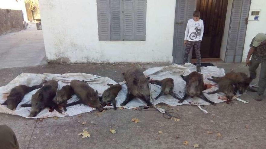 Jabalíes abatidos ayer en la montería organizada en Moral de Sayago.